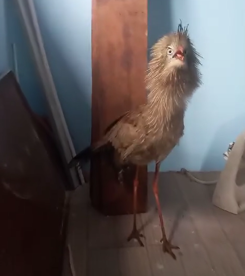 El animal encontrado en la comisaría de Río Negro