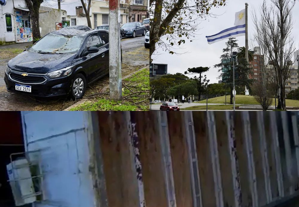 Temporal causó caída de árboles y varios destrozos