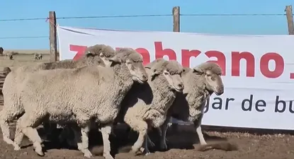 La liquidación se hará en la Agropecuaria de Salto.
