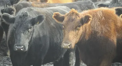 El Observador | 1559774751733.webp