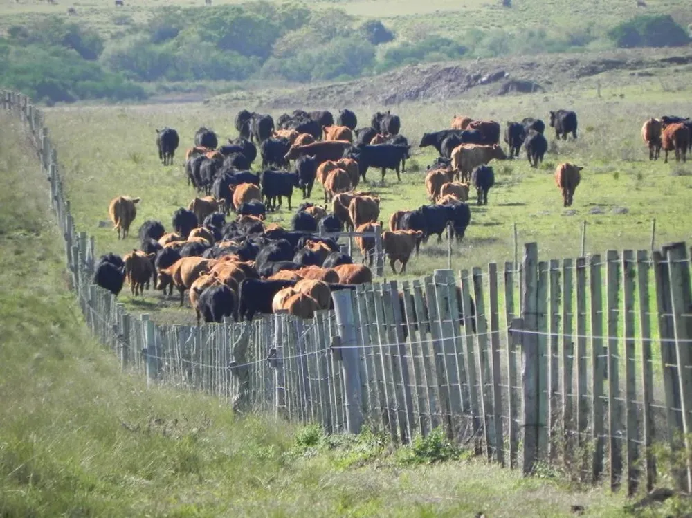 Rodeo vacuno Angus, en campos del centro de Uruguay.