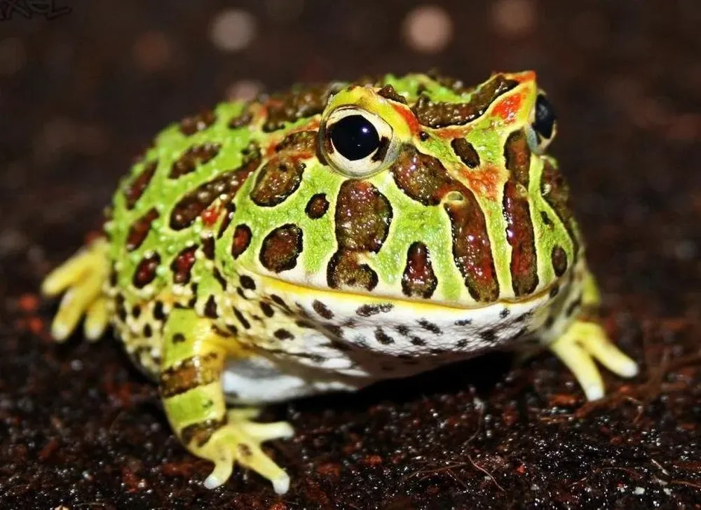 La representante de Uruguay en la Gran Manzana: la Ceratophrys ornata.