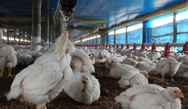 Engorde de pollos para producción de carne.