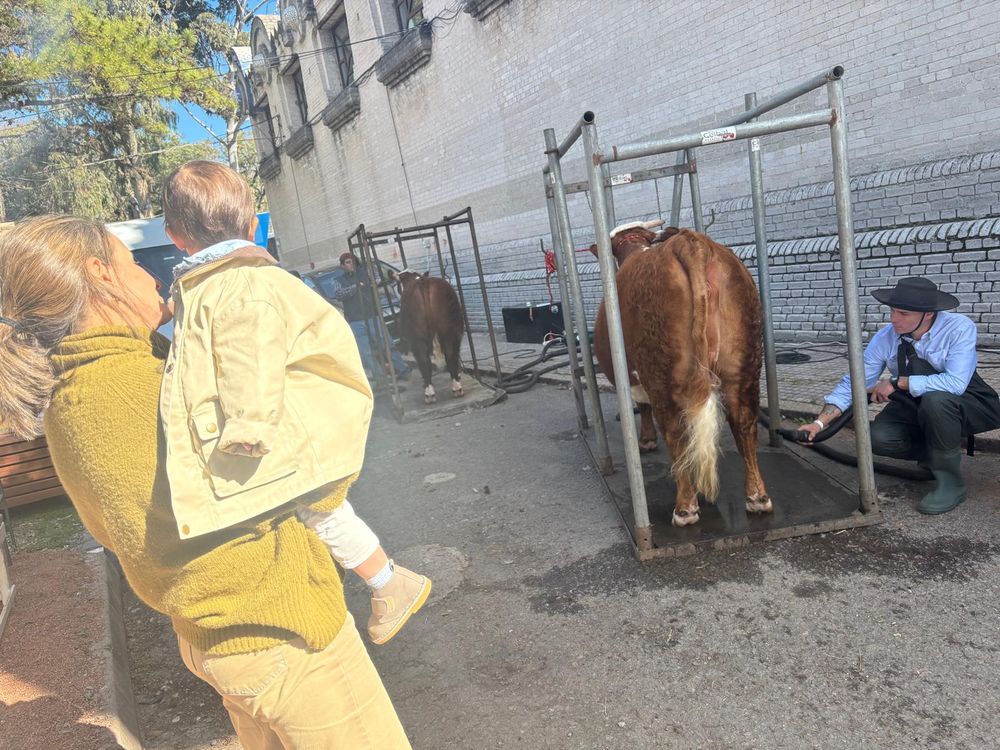 Expo Rural del Prado: animales de excelencia y el trabajo de los cabañeros, un atractivo principal.