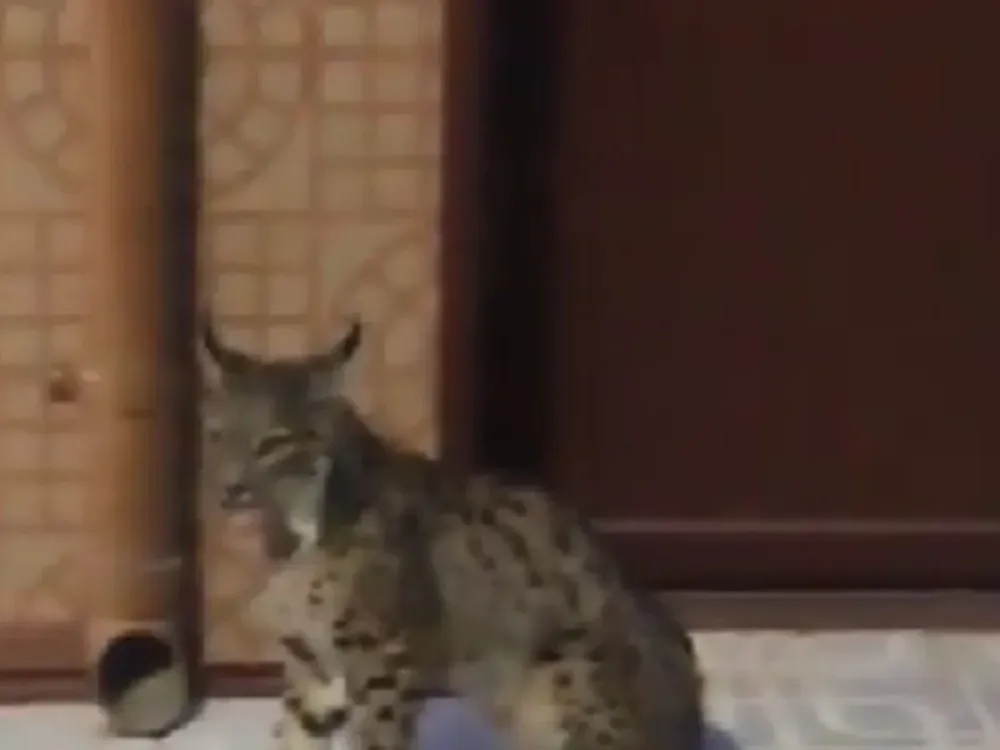 n lince ibérico se pasea por las calles de Munera (Albacete)