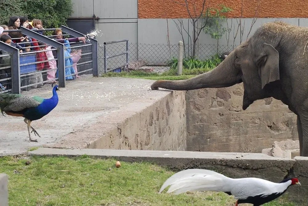 La elefanta Yothi llegó al zoológico en 1969 y se calcula que tiene unos 60 años