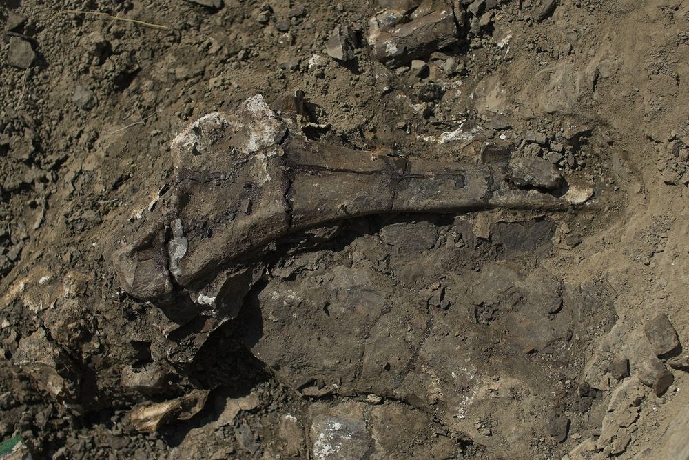 Un hueso de la cadera de un Pachyrhinosaurus es uno de los miles de descubrimientos en el arroyo.