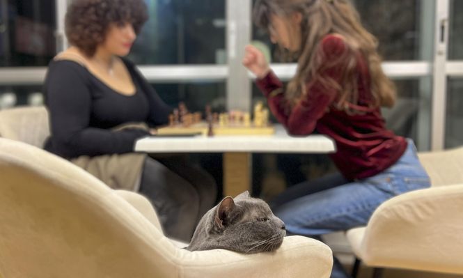 Un exótico café en Málaga donde trabajar, relajarse e interactuar con gatos