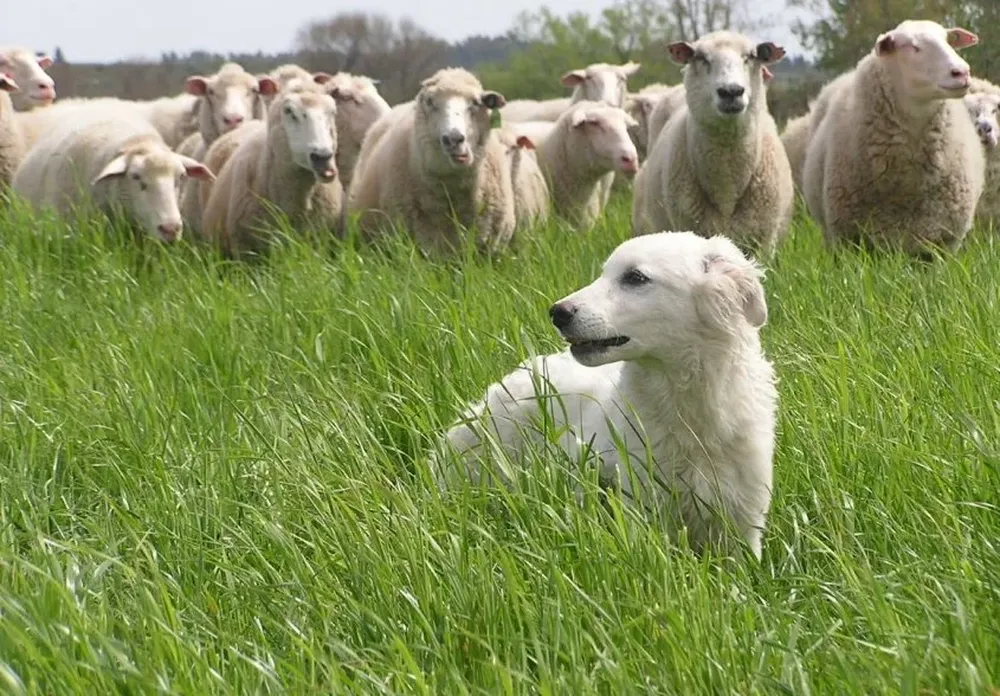 En Canelones, de la mano de otros manejos y tecnologías, el Maremma ayudó a potenciar la producción ovina.