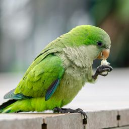 Cotorras, un ave plaga en Uruguay.