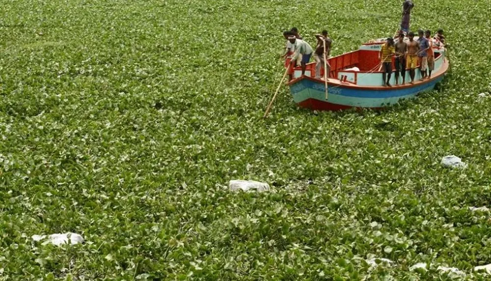 Bangladesh. jornaleros tratan de atravesar sobre su barco las plantas de jacinto de agua.