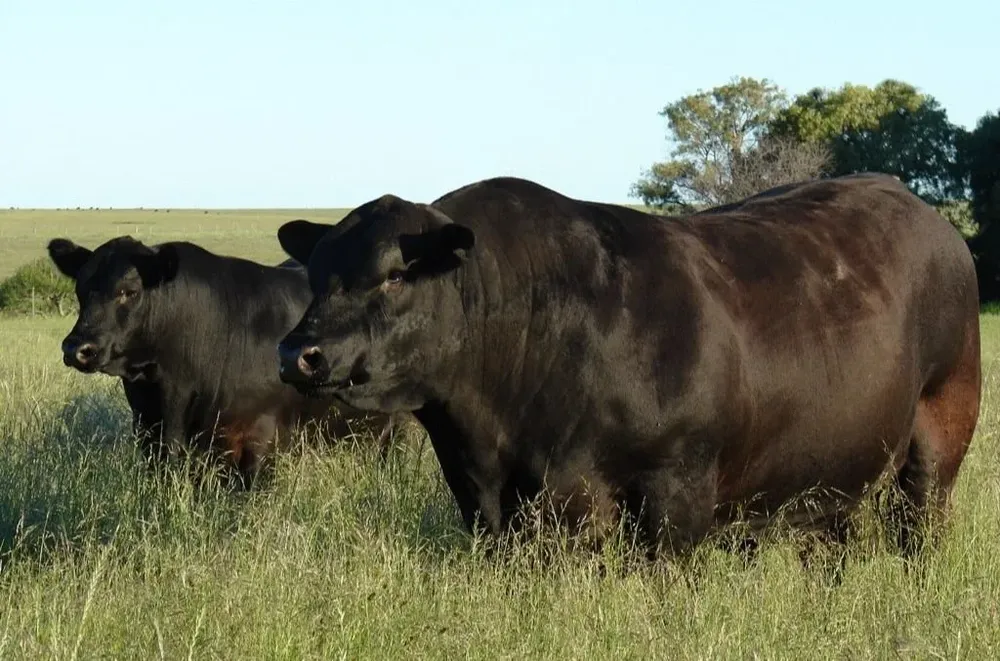 Los toros y vientres de Bayucuá se venderán en la Asociación Agropecuaria de Salto.