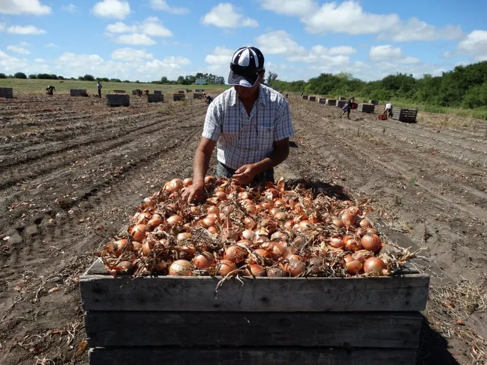 La cosecha de la última zafra tuvo un volumen muy superior a lo habitual.