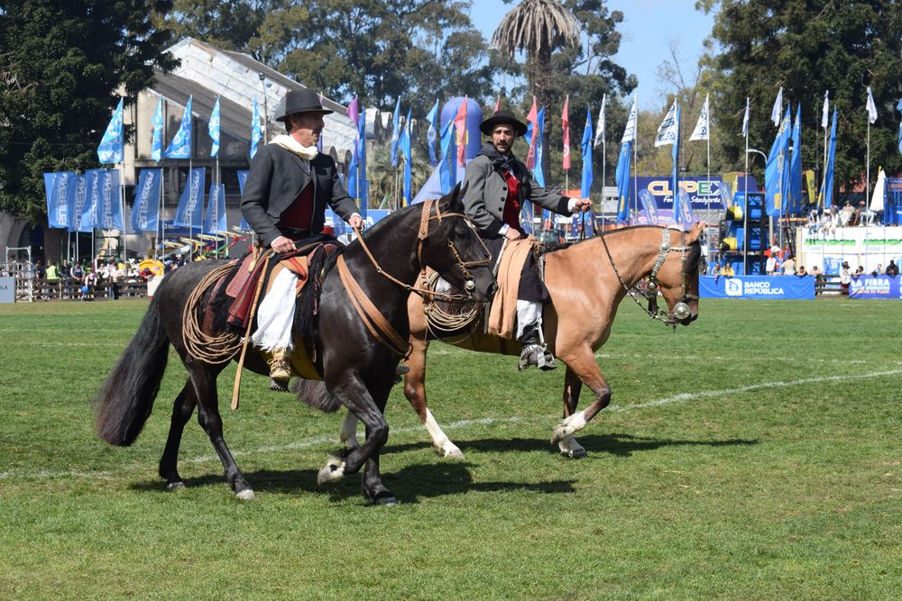 Los animales participan no solo en las evaluaciones genéticas, con las tradicionales juras en las pistas, también lo hacen en remates, pruebas y otras actividades.
