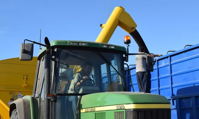 Colza: cosecha en campos de San José, en Uruguay.