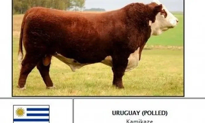 Kamikaze es el mejor macho Hereford de Sudamérica