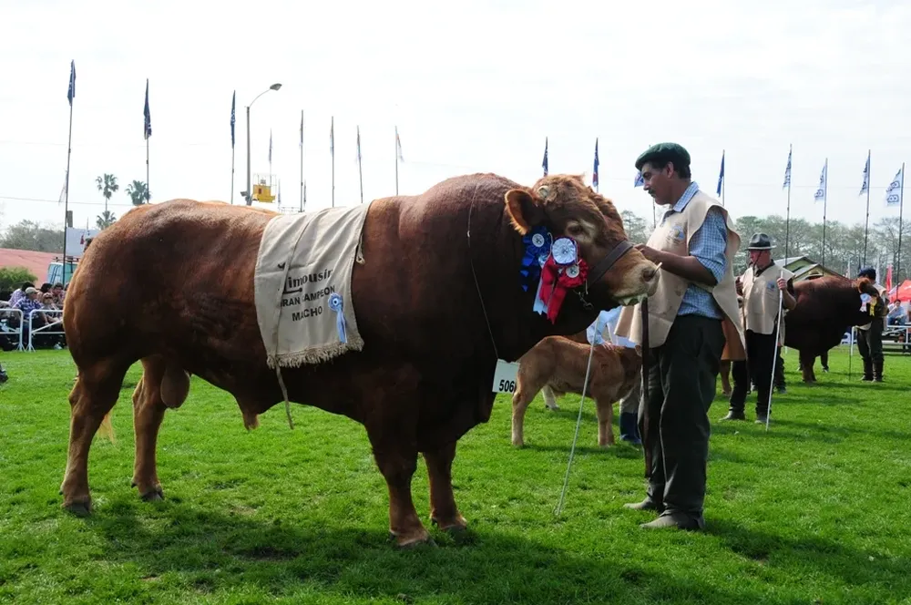 Estampa del Gran Campeón Limousin de El Viejo Pacho de Severi