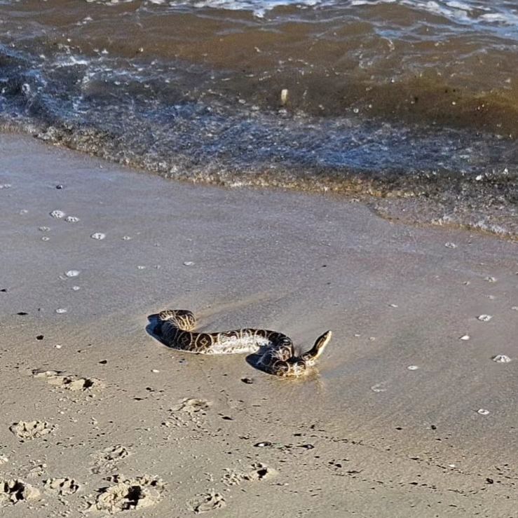 Apareció una serpiente crucera en la Playa Ramírez: fue retirada por un ...