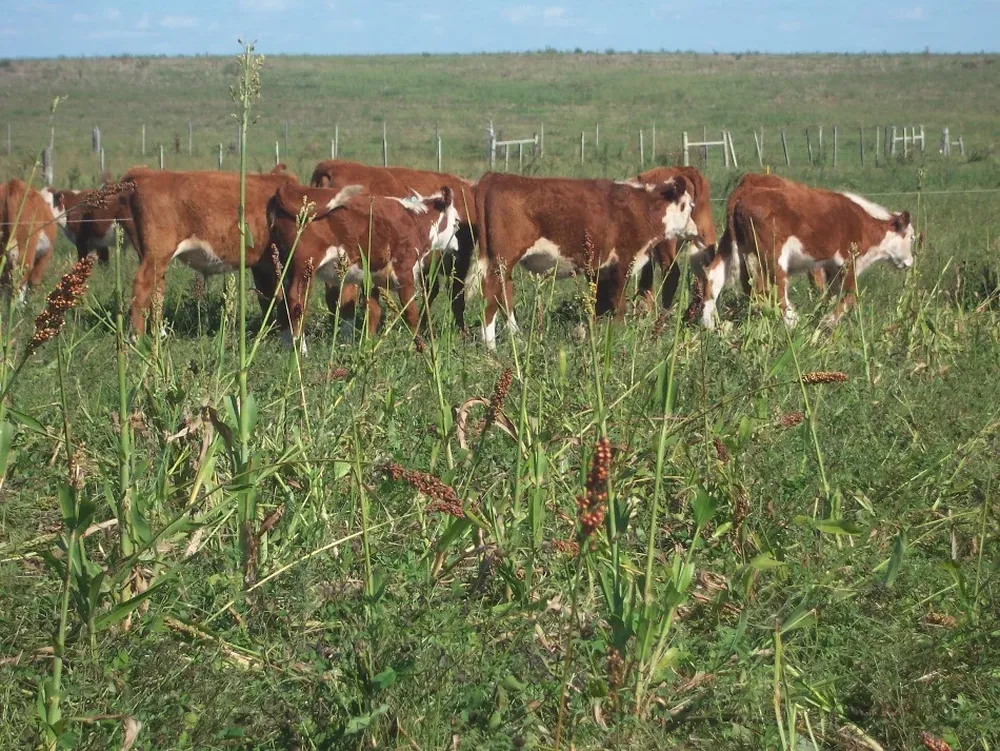 Formulario electrónico agilizará identificación del ganado