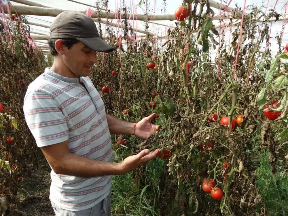 Los siete productores recibieron asistencias de la Intendencia de Canelones y del MGAP.