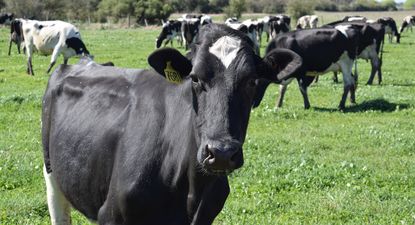 Tambos: productores denuncian dificultades derivadas directamente de las medidas sindicales.