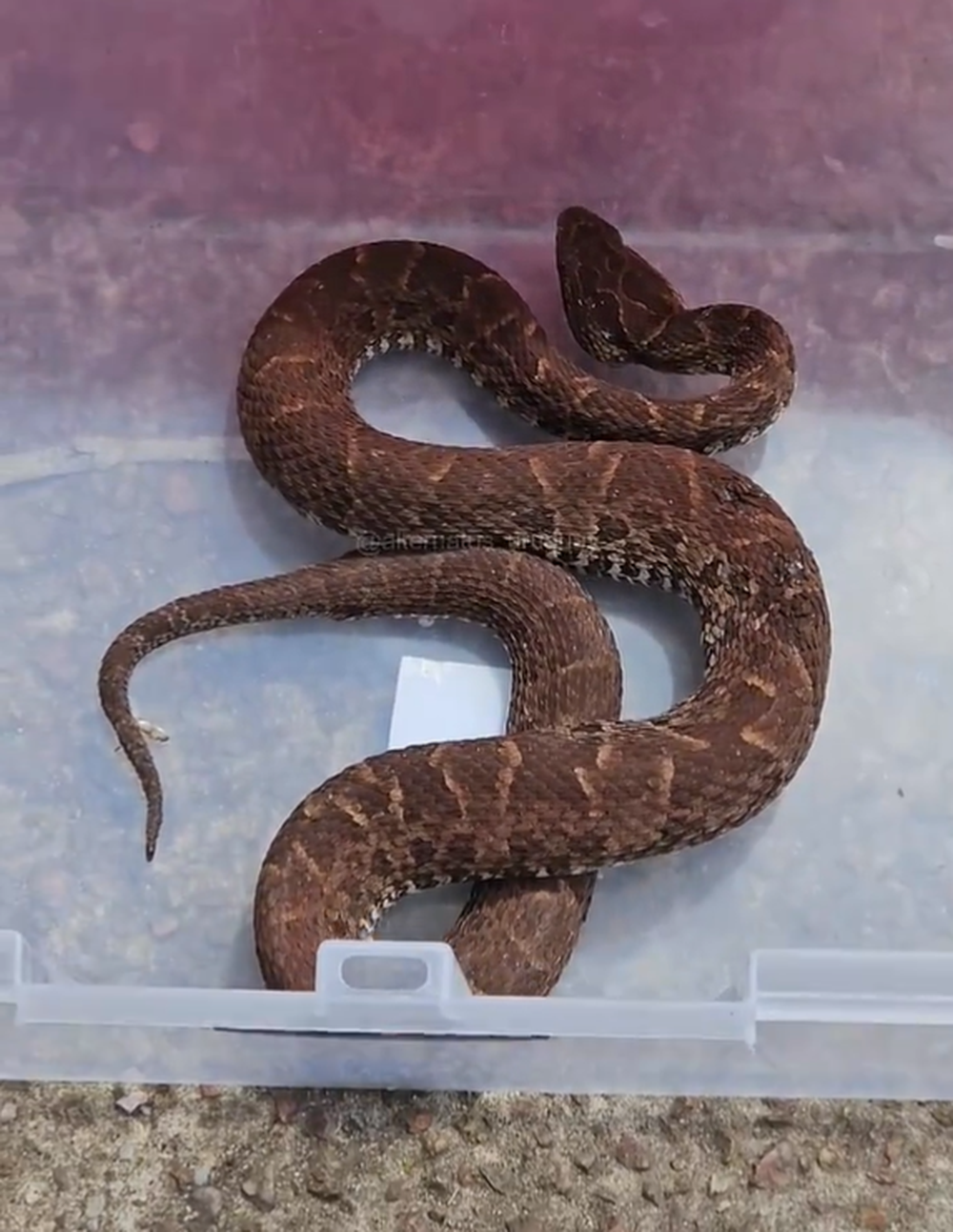 Una mujer murió producto del ataque de una serpiente