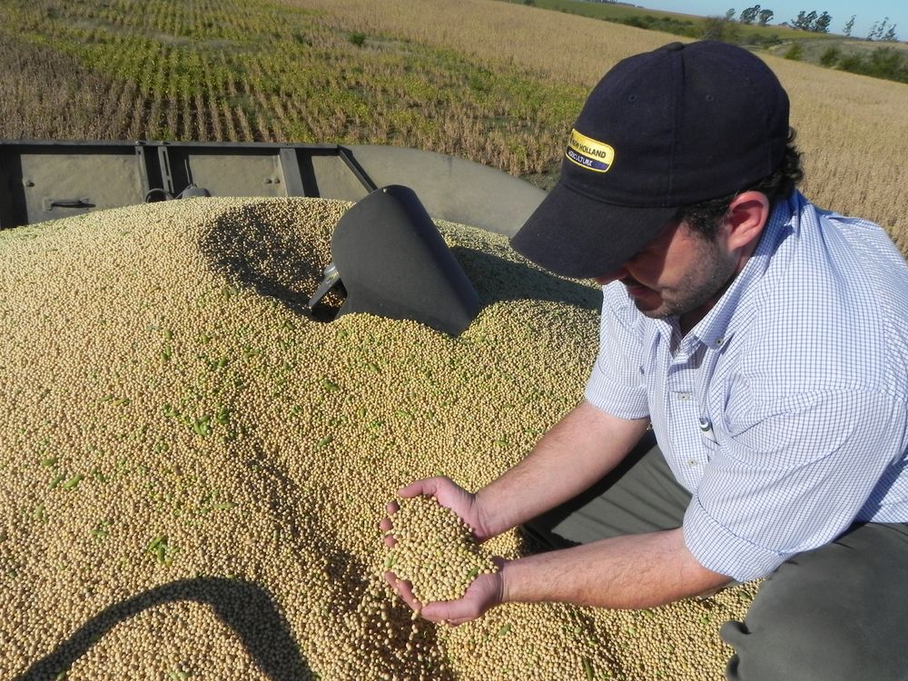 Mercado de granos: productores atentos a los precios de la soja cuando se aproxima una nueva siembra del cultivo más expandido en el área de chacra de Uruguay.