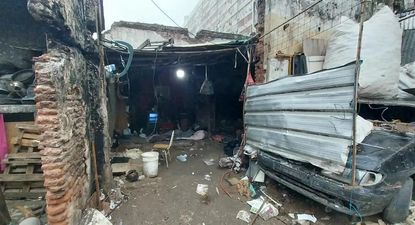 rescatan casi 40 perros en estado de abandono y maltrato en un predio del barrio porteno de constitucion