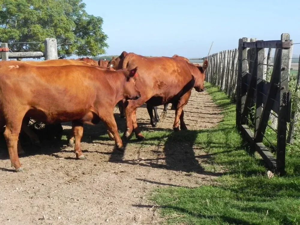 Discrepancias entre la oferta y la demanda por haciendas.
