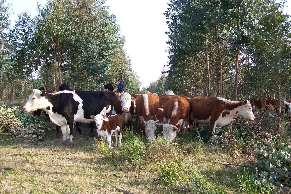 Uruguay: el vínculo estratégico entre forestación y ganadería es uno de los manejos aconsejados.