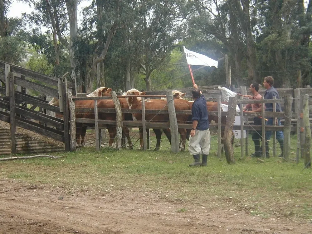 El bienestar animal no es solo un tema ético, también representa pérdidas económicas para el sector