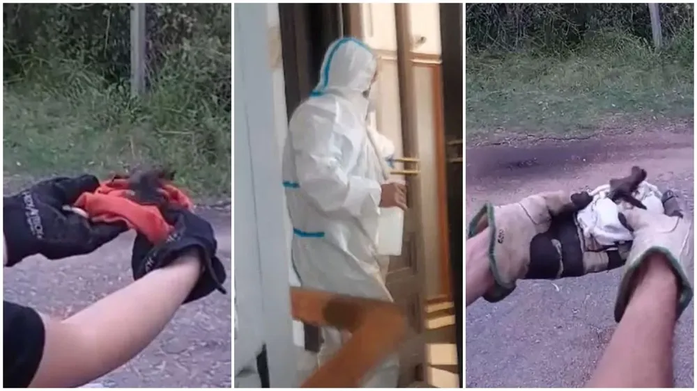 Extracción y liberación de 110 murciélagos que estaban en el MSP