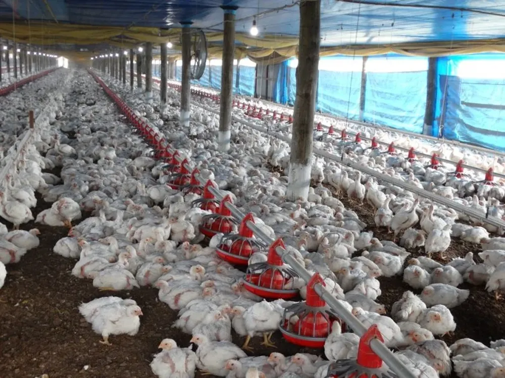 La carne de pollo fue la única que no subió de precio en 2016