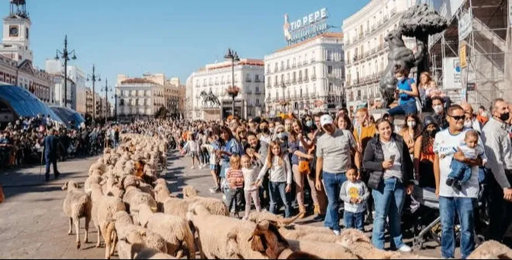 Ovejas en Puerta del Sol