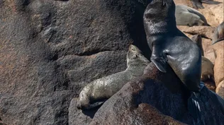 Confirman el primer caso de gripe aviar en un lobo marino de Uruguay