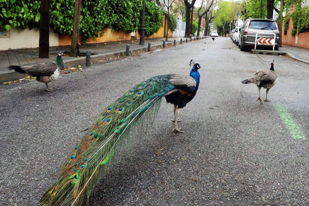 Pavos reales deambulando en Salamanca