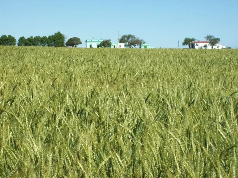 Las bajas temperaturas le dan una buena mano a los productores agrícolas.
