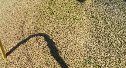 Argentina vuelve a recortar proyección de cosecha de soja