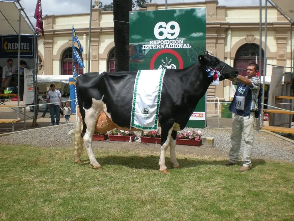 Una vaca de Estefan Hnos se coronó como la mejor