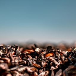 Dinara informó sobre una nueva veda por marea roja. Dinara informó sobre una nueva veda por marea roja.