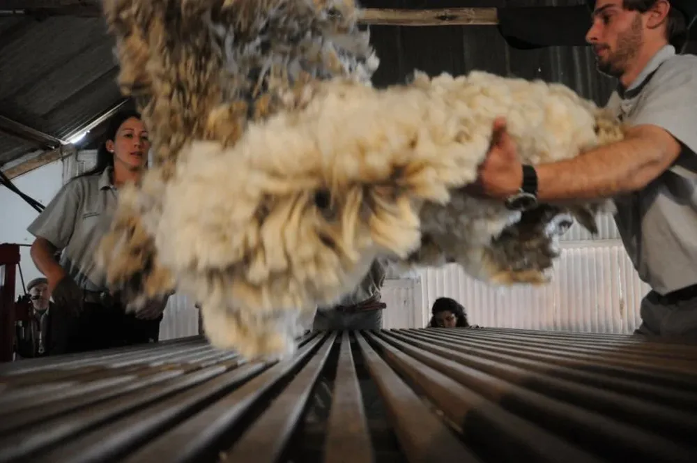 La producción local de lana es insuficiente para la industria textil