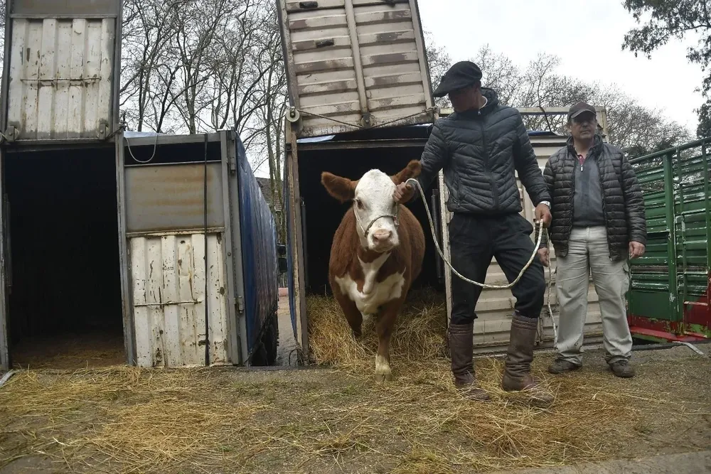 Intensa actividad hubo en las últimas horas en los embarcaderos de la Rural del Prado.