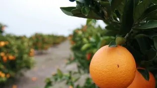 Sindicato bloquea exportación de frutas a Europa y Estados Unidos