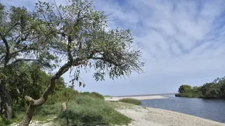 Arazatí, el balneario donde se construirá la nueva planta