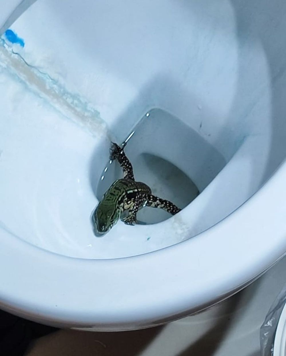 Cría de lagarto en inodoro