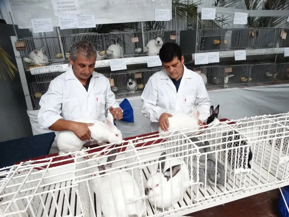 Gustavo Zícari y José Luis Techeira durante la calificación.