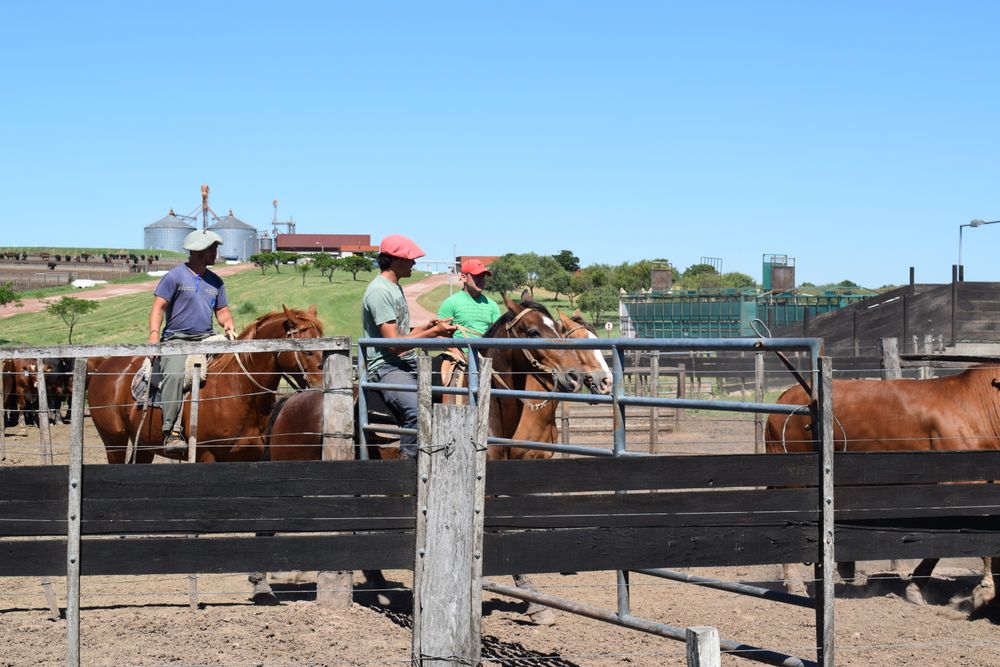 Faena de vacunos en niveles altos y con un aporte relevante de animales procedentes de corrales de engorde.