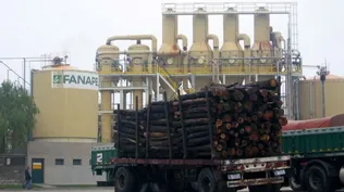 Fanapel: papel importado de Argentina, pero con imágenes de la planta de Juan Lacanze