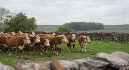llamado a proyectos que permitan mejorar el principal bien publico de uruguay