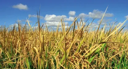 El Observador | 0022739912.webp